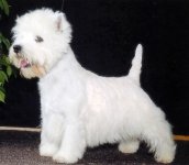 West Highland WhiteTerrier