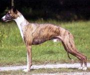 Whippet