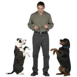 adiestramiento-canino adiestramiento canino