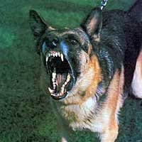 perro-agresivo-2 perro agresivo