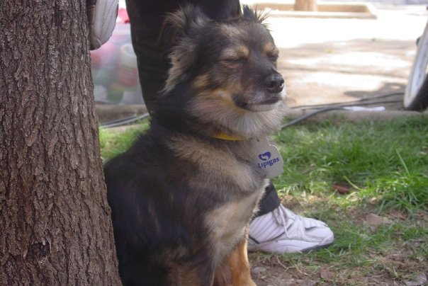 perro-lipigas-3 perro-lipigas-3