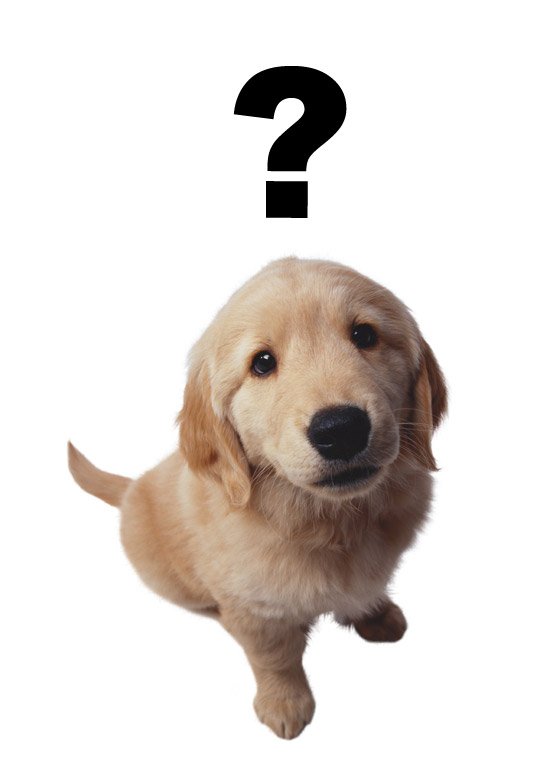 perropregunta Preguntas Antes de Adoptar un Perro