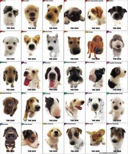 razas de perros