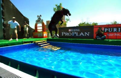 salto-sobre-agua perros increibles y lola-melnyck