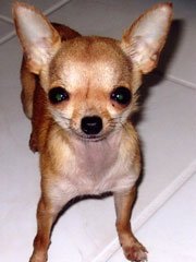 brandy el perro mas pequeño del mundo brandy el perro mas pequeño del mundo