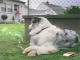 El Perro que Fuma -