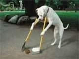 Videos e imagenes de perros en situaciones divertidas -