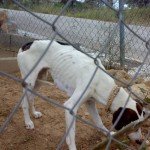 perros-mal-alimentados perros-mal-alimentados