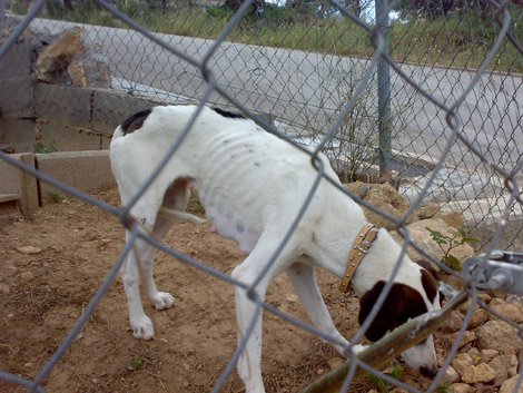 perros-mal-alimentados perros-mal-alimentados