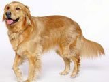 Golden Retriever  - Razas de Perros
