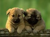 Dos cachorros bien Rellenitos -