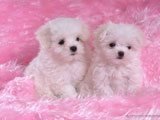 Dos Tiernos Cachorritos Sobre una Peluda Alfombra Rosa -