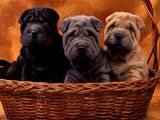 Tres Cachorros en una Canasta  - Fotos de Perros - Imágenes de Perros