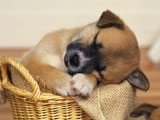 Cachorrito Durmiendo en una Cesta -
