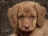 Cachorrito de mirada triste - Fotos de Perros - Imágenes de Perros
