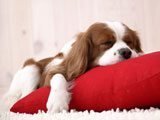 Cachorro Durmiendo sobre un Cojín - Fotos de Perros - Imágenes de Perros