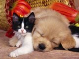Perrito Descansando Junto a su Mejor Amigo -