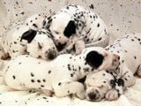 Cachorros con muchas manchas -