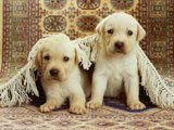Dos Cachorritos Saliendo de su Escondite -