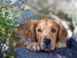 Golden Retriever Descansando Sobre una Roca  - Fotos de Perros - Imágenes de Perros