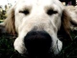Perro con una gran naris, que está durmiendo - 