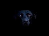 Misterioso Perro Negro - 