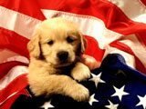 Cachorrito Patriota - 