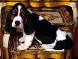 Cachorrito de Mirada Triste - 