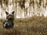 Perrito algo mojado - Fotos de Perros - Imágenes de Perros
