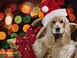 Un Tierno Cachorrito, El Esperado Regalo de Navidad - 