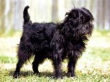 El Affenpinscher -