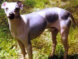 El American Hairless Terrier - Razas de Perros