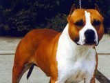 El American Staffodshire Terrier  - Razas de Perros