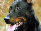 El Beauceron - Razas de Perros