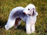 El Bedlington Terrier -