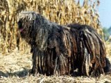 El Bergamasco -