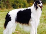 El Borzoi ( Wolfhound) - Razas de Perros
