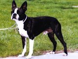 El Boston Terrier - 