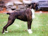 Boxer - Razas de Perros