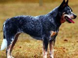 El Boyero Australiano - Razas de Perros