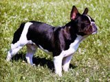 Bulldog Francés - Razas de Perros