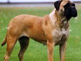 El Bullmastiff - Razas de Perros