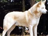 El Canaán Dog -