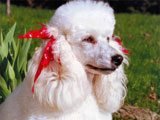 El Caniche Enano - Razas de Perros