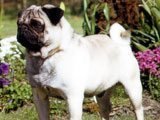El Carlino -
