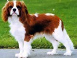 El Cavalier King Charles Spaniel -