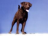 El Chesapeake Bay Retriever - 
