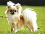 Chihuahua - Razas de Perros