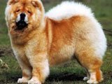 Chow Chow -