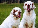 El Clumber Spaniel -